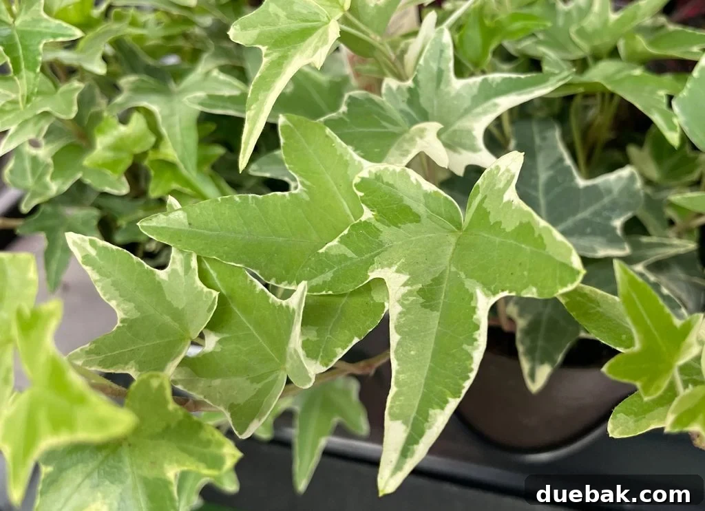 Close Up of English ivy leaf