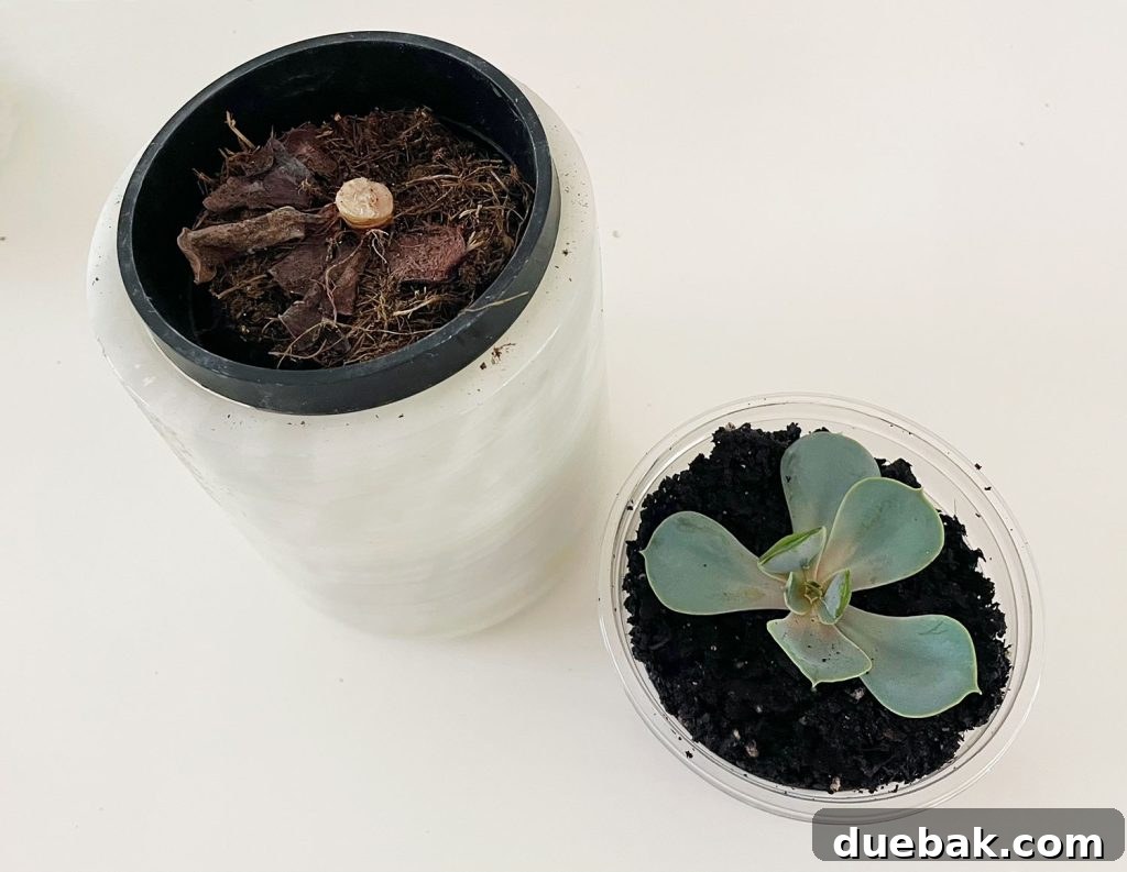 Head Of Propagated Succulent In New Pot