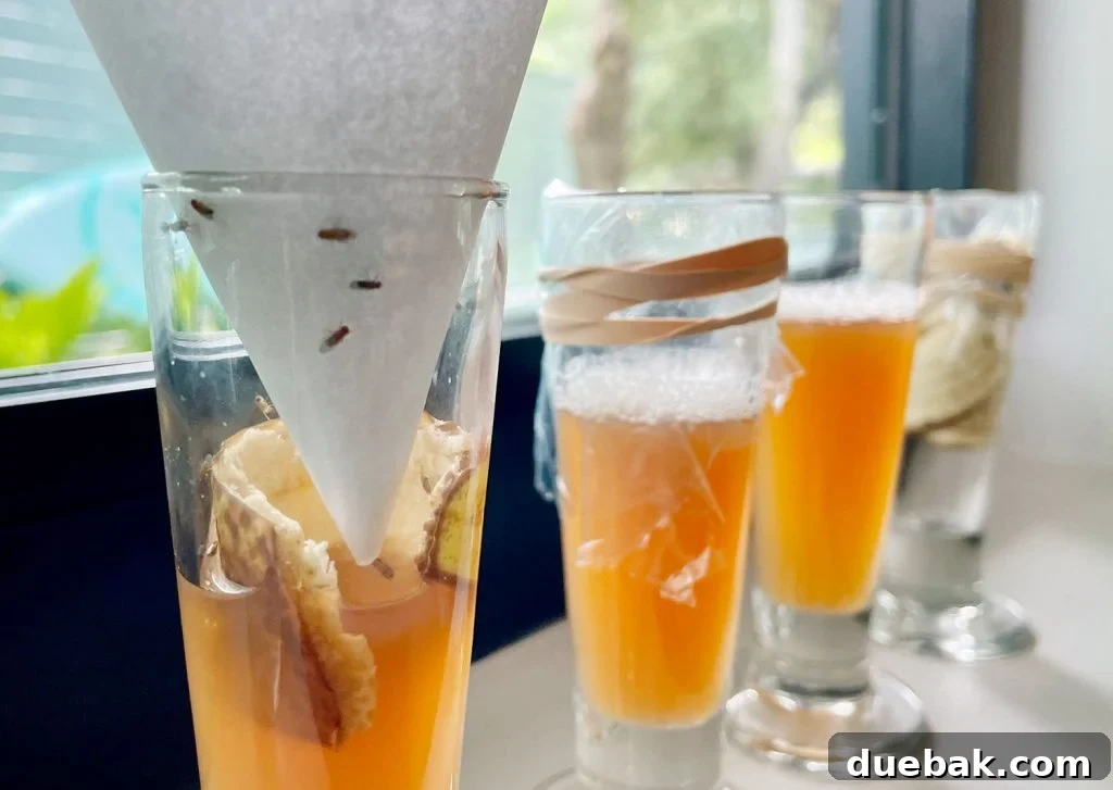 Elinizdeki Malzemelerle Meyve Sineklerine Son 2 Fruit Flies Trapped In DIY Funnel Trap Method