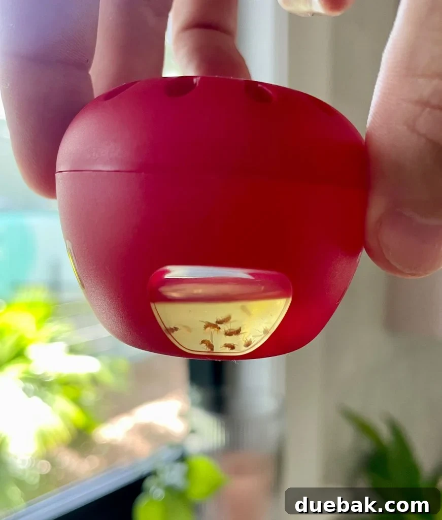 Elinizdeki Malzemelerle Meyve Sineklerine Son 11 Terro Fruit Fly Trap With Dead Fruit Flies Visible