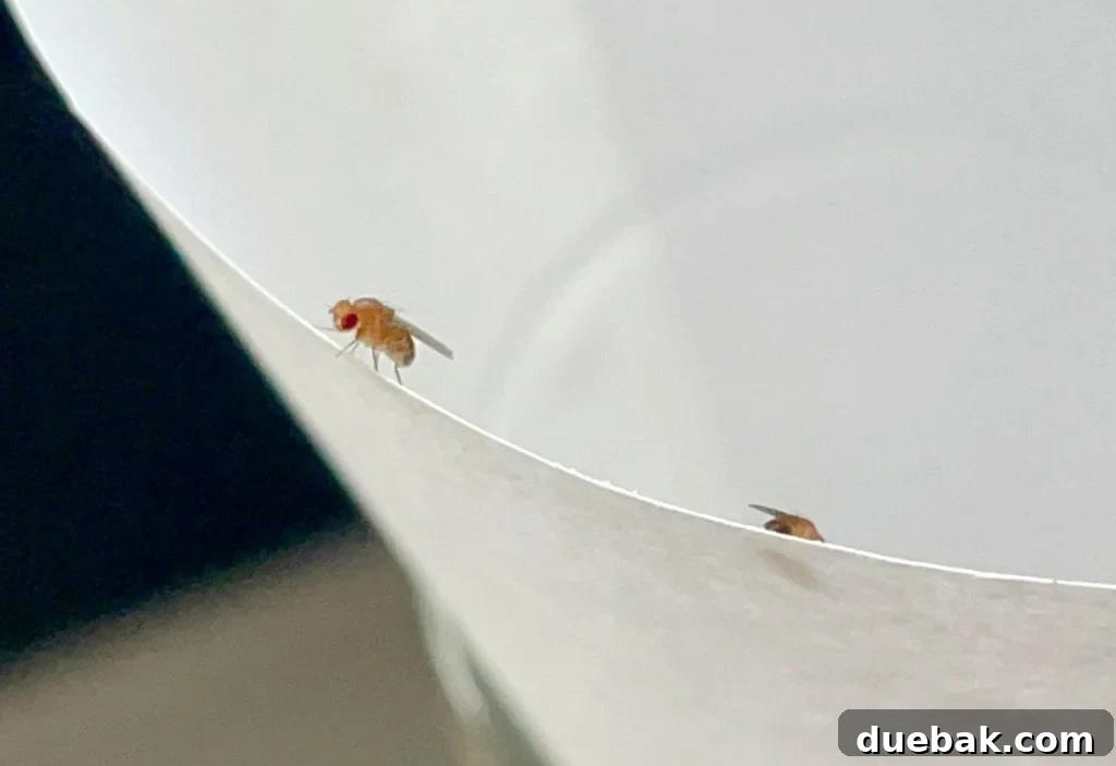 Elinizdeki Malzemelerle Meyve Sineklerine Son 3 Close Up Of Fruit Fly On Paper Funnel