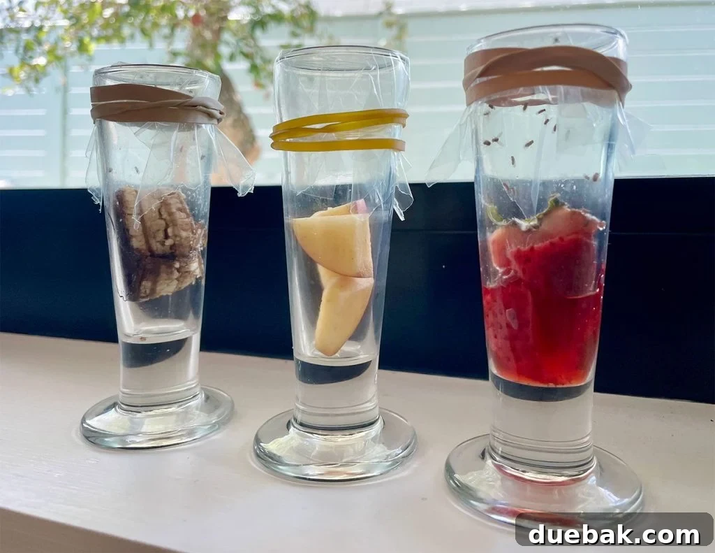 Elinizdeki Malzemelerle Meyve Sineklerine Son 5 Fruit Fly Traps With Different Rotten Fruit Baits