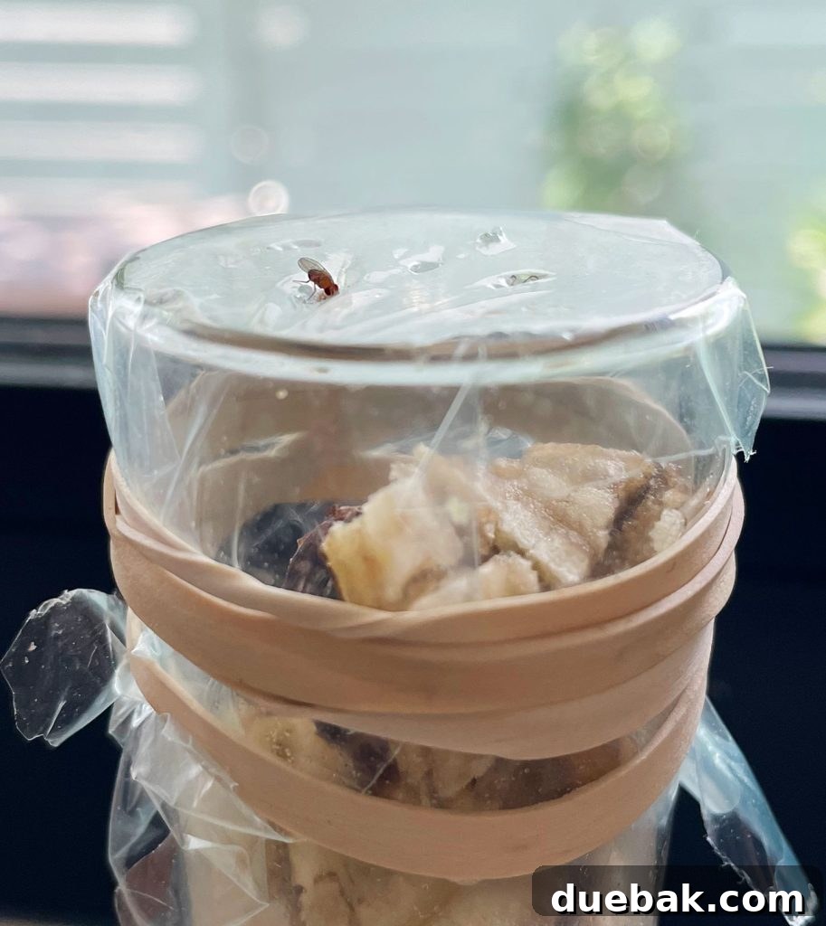 Elinizdeki Malzemelerle Meyve Sineklerine Son 7 Fruit Fly Entering Plastic Wrap On DIY Trap