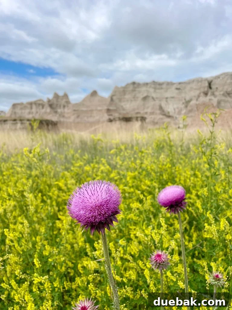 South Dakota Summer Odyssey 5 Musk Thistle Sweet Clover In Badlands National Park South Dakota