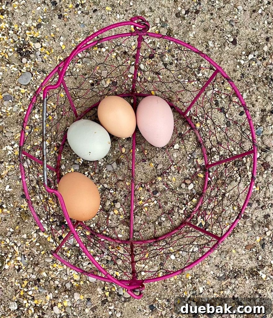 South Dakota Summer Odyssey 9 Basket of multicolored eggs collected on farm