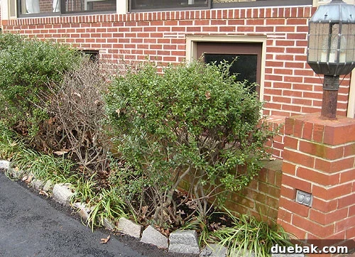 Our new backyard edible garden transforming a bushy bed