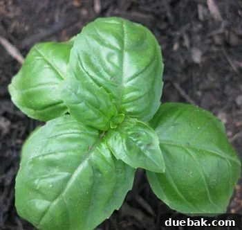 Fresh basil plant in the garden