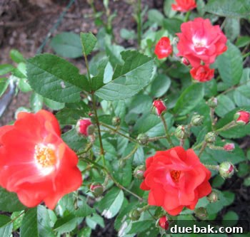 Beautiful red blooms in the garden