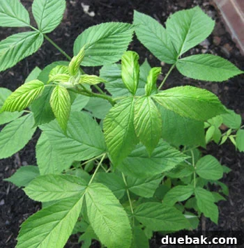Raspberry bush showing signs of fruit