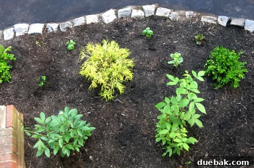 Overhead view of the backyard edible garden from the sunroom