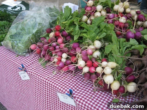 Plump purple radishes at the farmer's market