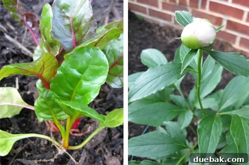 Close-up of vibrant Swiss Chard and budding peony