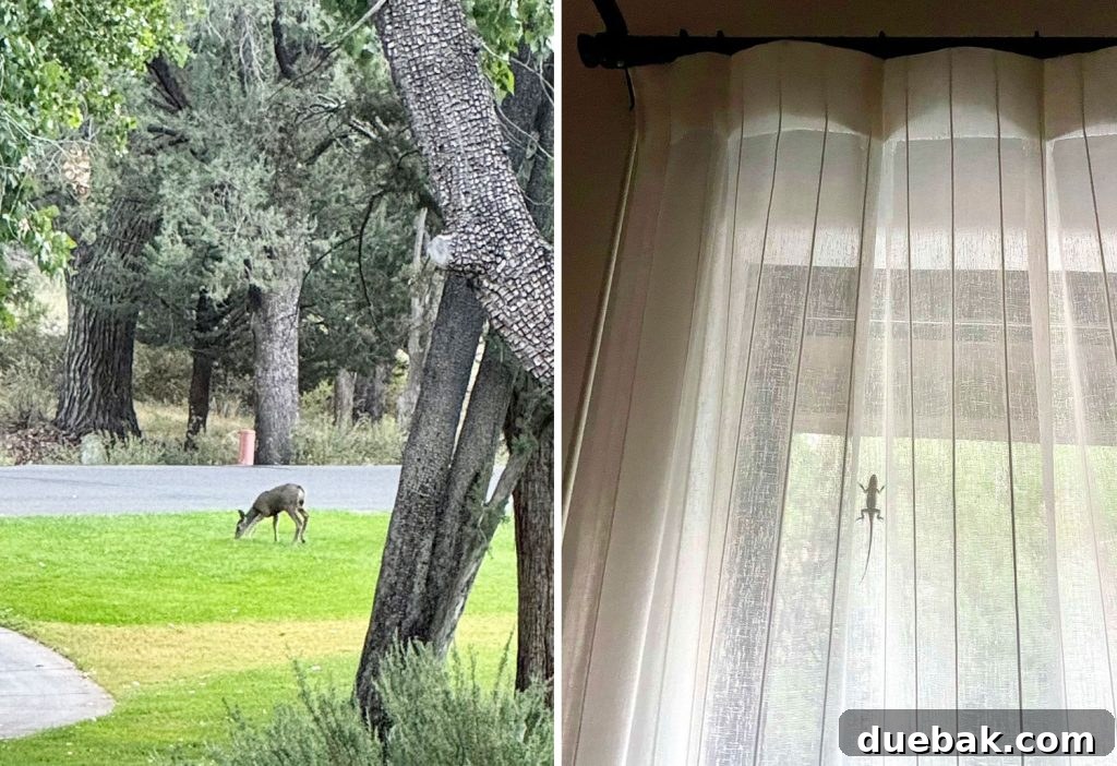 Sedona Sisterhood Sojourn 11 Small Mule Deer and Lizard On Curtain In Sedona Arizona