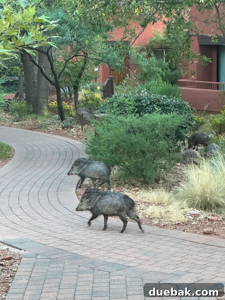 Sedona Sisterhood Sojourn 12 Javelina Animals Running Around Enchantment Resort In Sedona Arizona