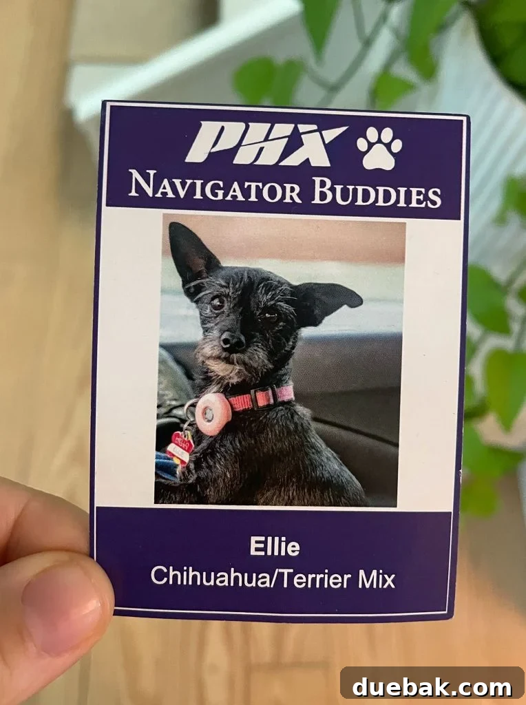 Sedona Sisterhood Sojourn 10 Therapy Dog Card From Phoenix Airport Ellie Chihuahua Mix