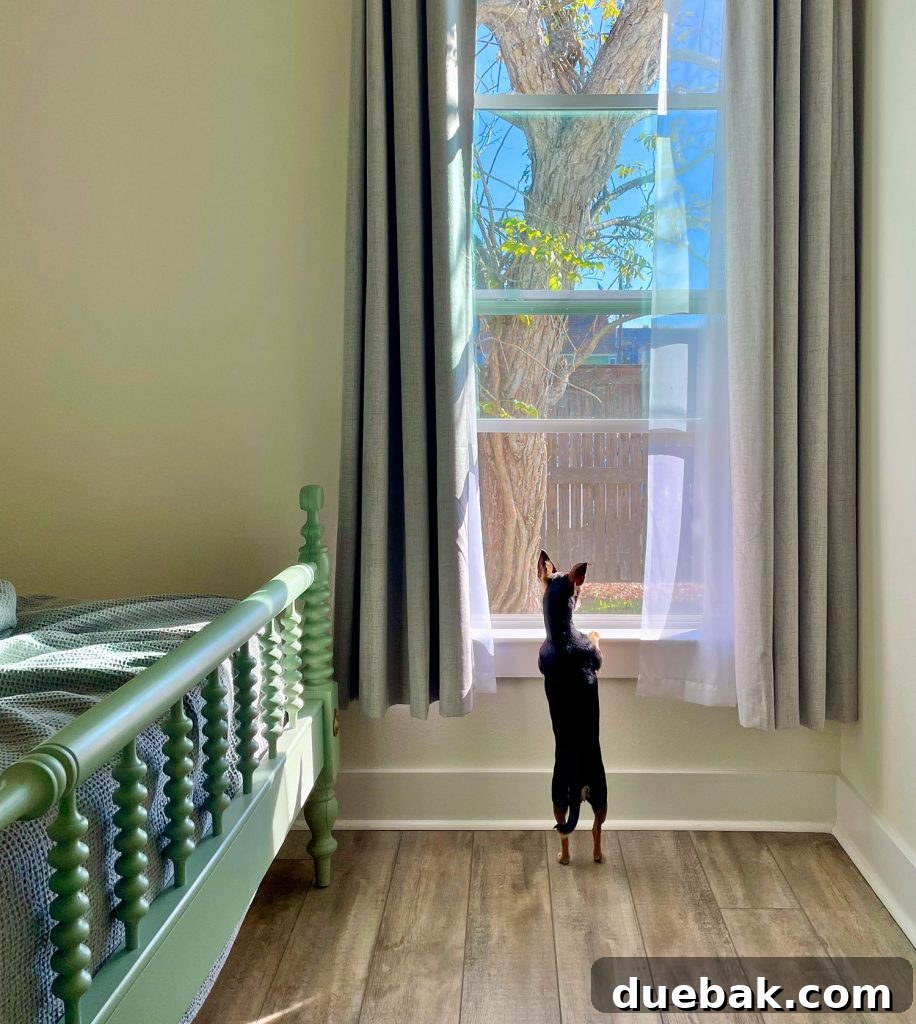 Small Chihuahua Looking Outside Window In Airbnb In Ocean Springs Mississippi