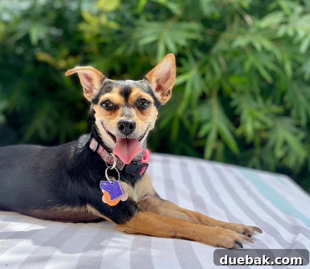Penny, a small Chihuahua girl dog, sitting calmly on a patterned towel outdoors, looking thoughtful.