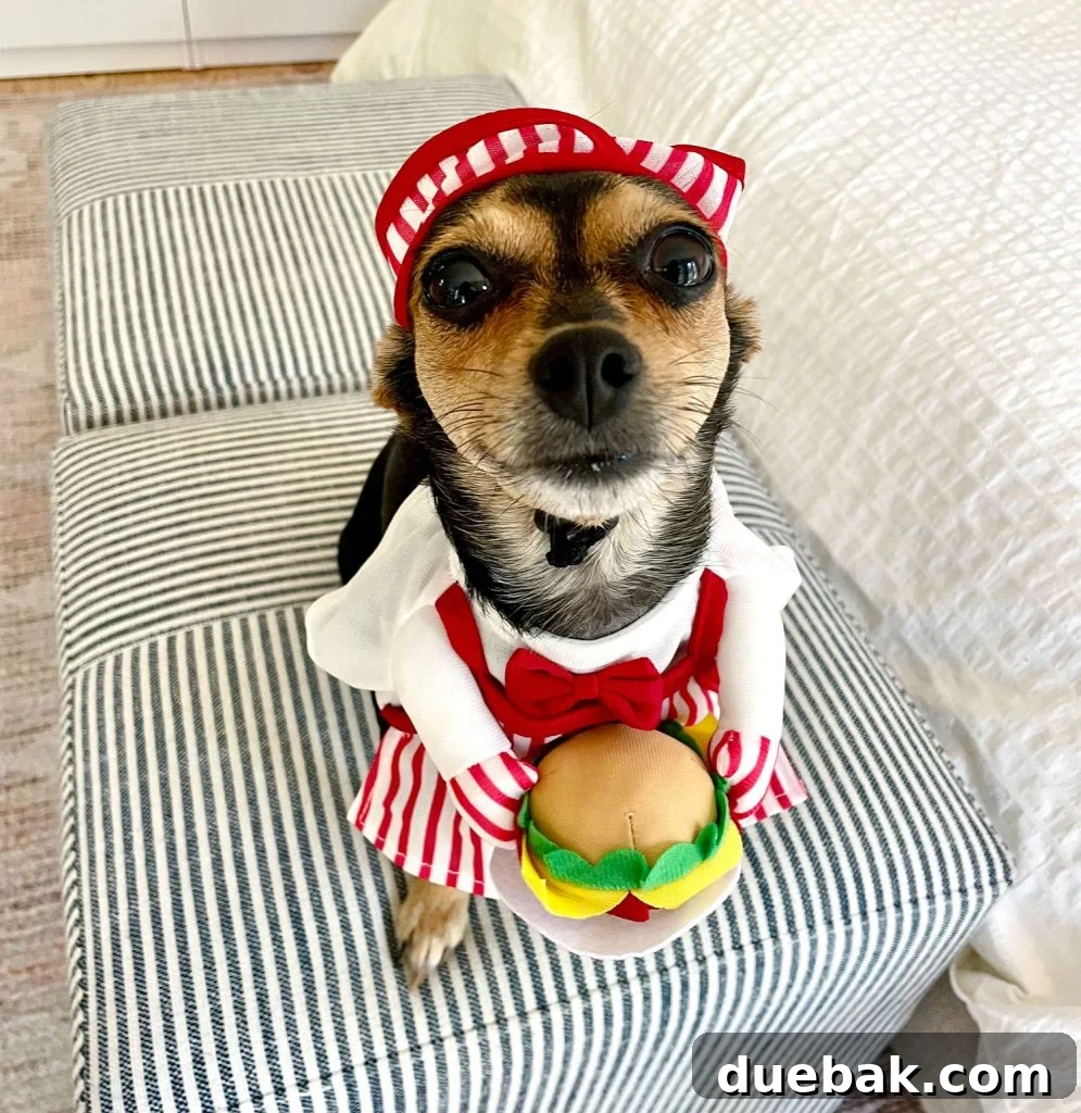 Penny the Chihuahua Yorkie dog dressed as a cheerful hamburger chef for Halloween, complete with a chef's hat.