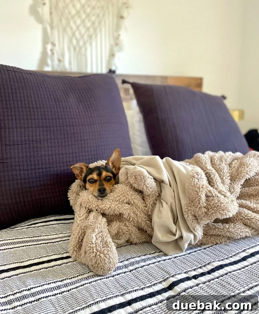Penny the Chihuahua dog, cozy and content, wrapped snugly in a blanket on a bed, looking comfortable.