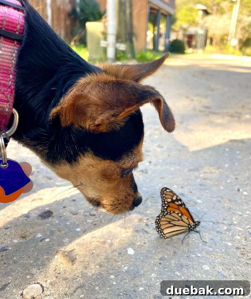 Small girl dog Penny delicately sniffing a vibrant monarch butterfly, capturing a moment of natural curiosity.
