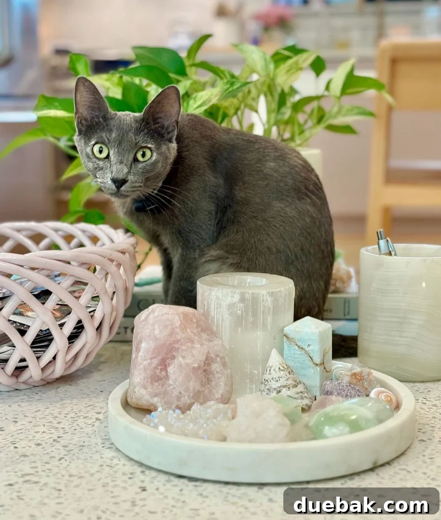 Discover Her Perfect Name: 200+ Girl Cat Options & Expert Naming Tips 5 Gray Girl Cat Sitting On Table Near Crystals