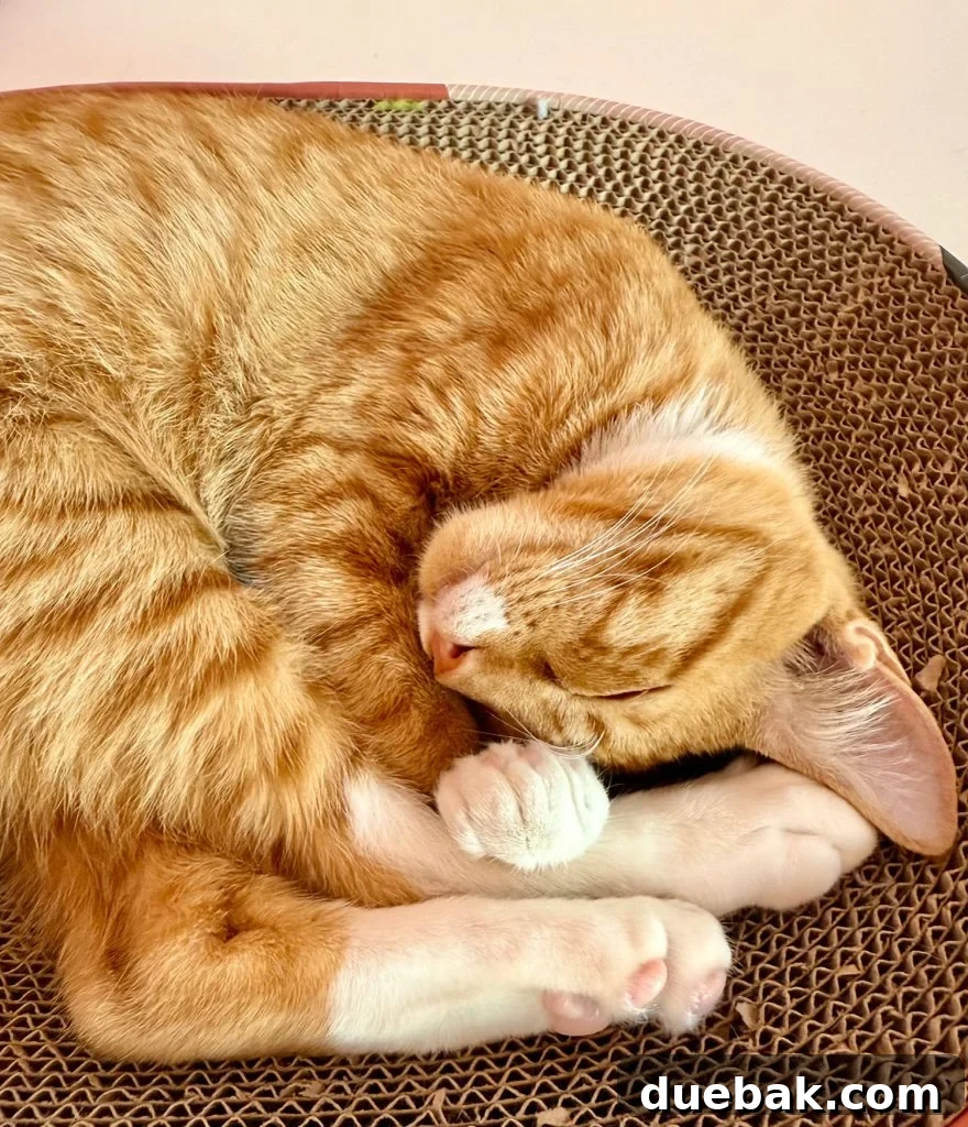 Discover Her Perfect Name: 200+ Girl Cat Options & Expert Naming Tips 6 Orange Cat Curled On Scratching Post