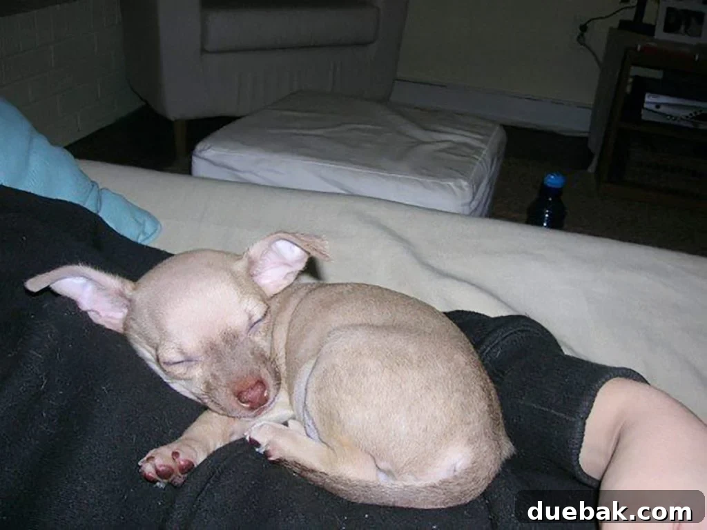 Baby boy chihuahua curled up on Sherry