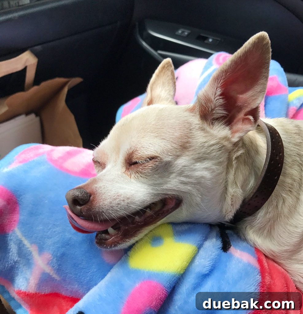 Boy Dog Chihuahua Smile Panting In Sleep