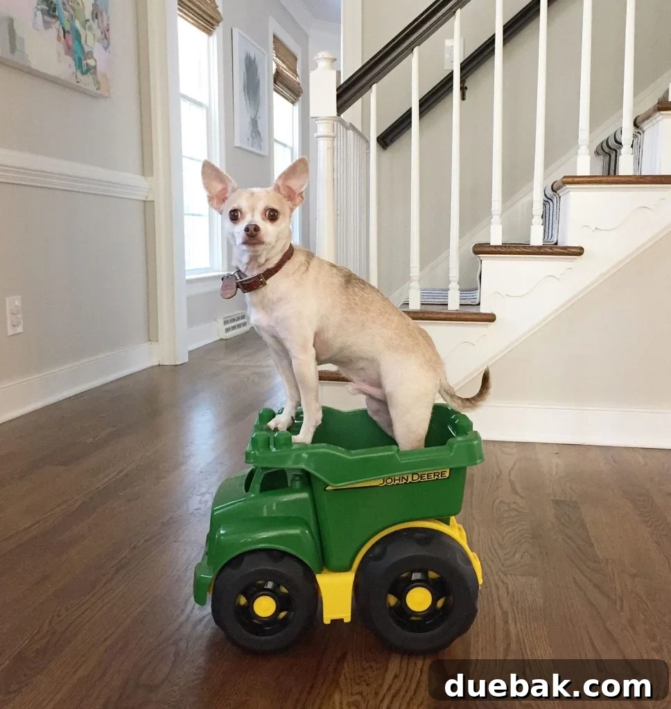Boy Dog Chihuahua Standing In Toy Truck