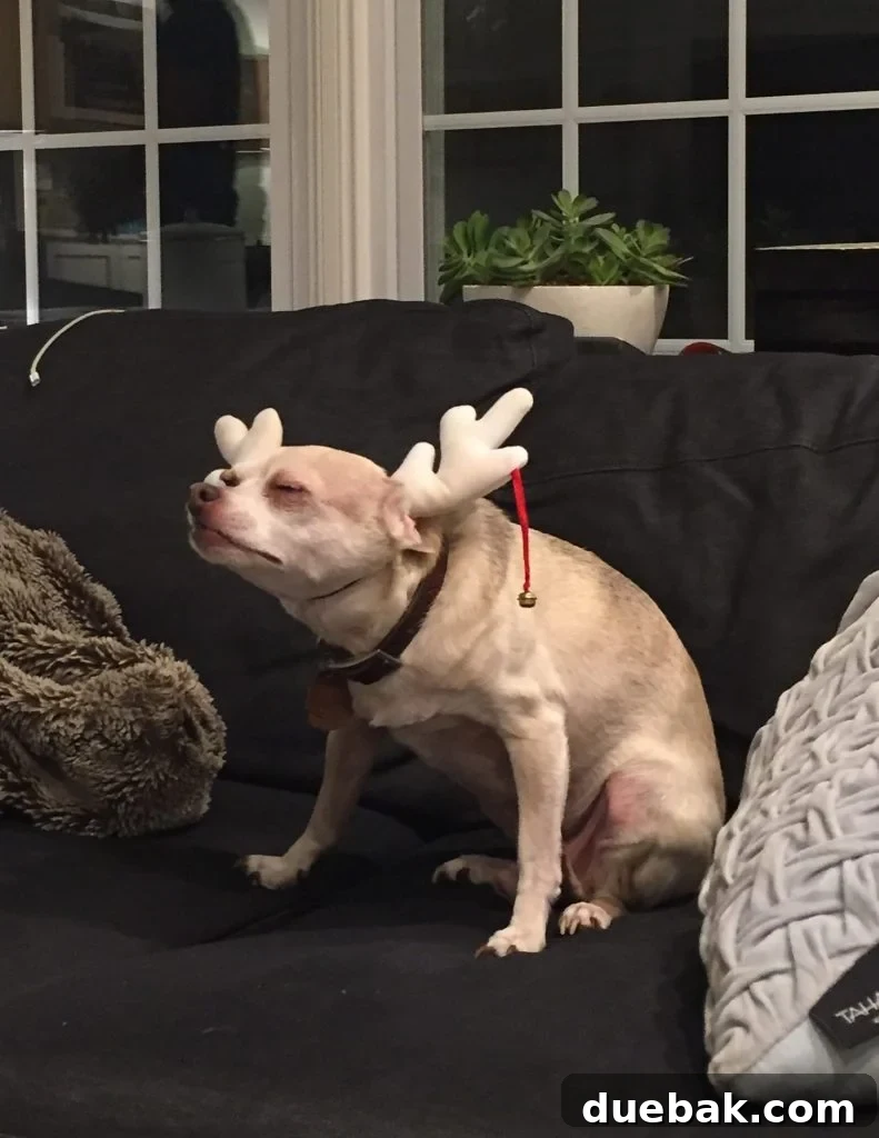 Boy dog chihuahua dressed in reindeer antlers for christmas