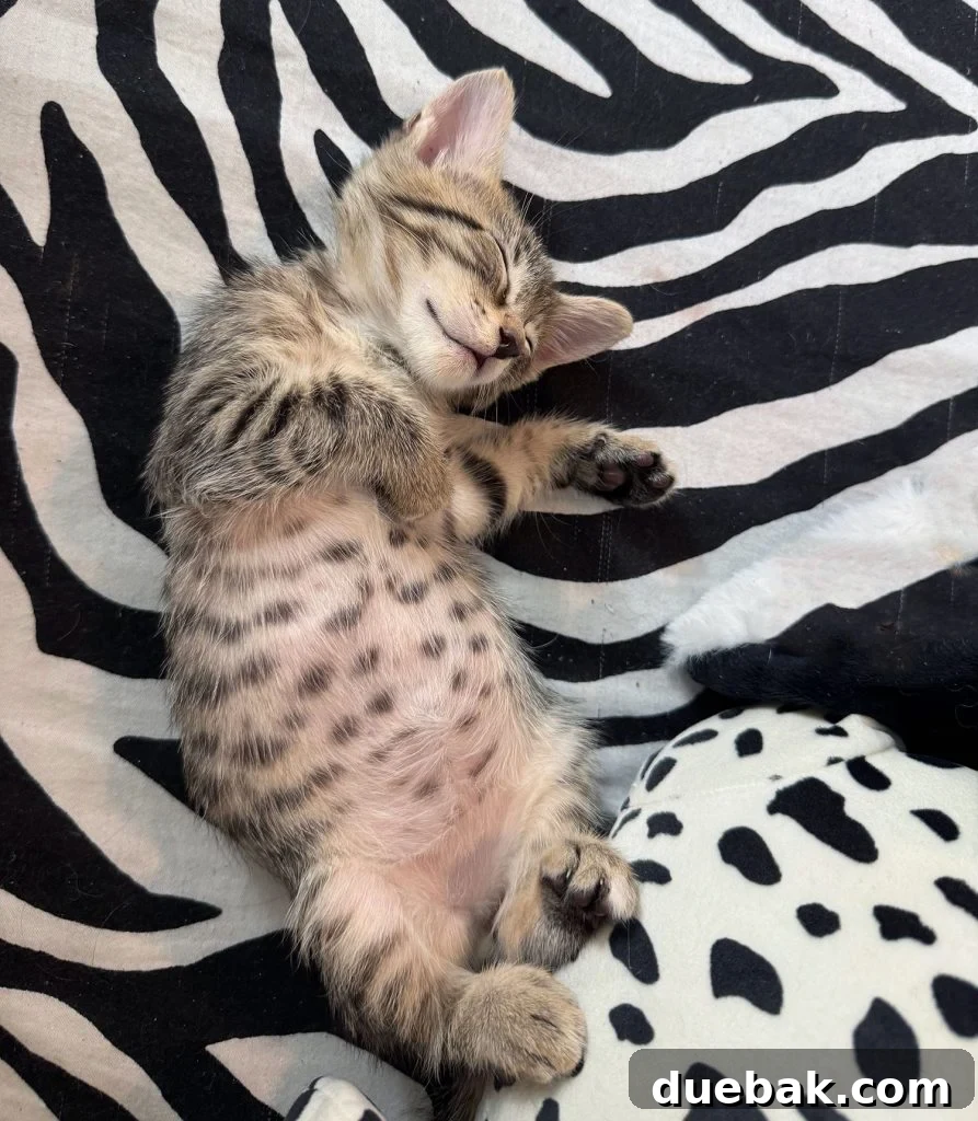 Adorable black and white kitten sleeping soundly on a cozy zebra print blanket, suggesting comfort and the importance of a good name for a new companion.