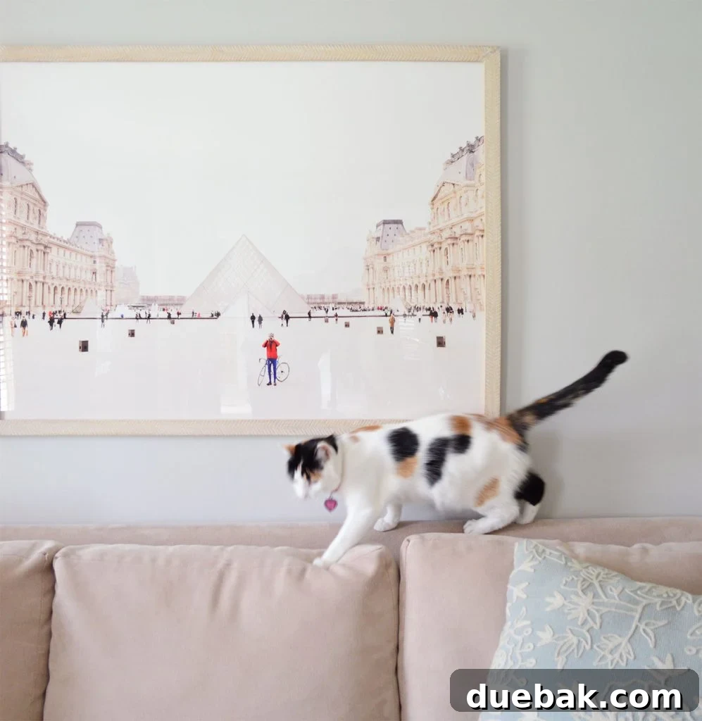 Curious cat gracefully walking along the back of a plush sofa, embodying elegance and suggesting diverse naming possibilities.