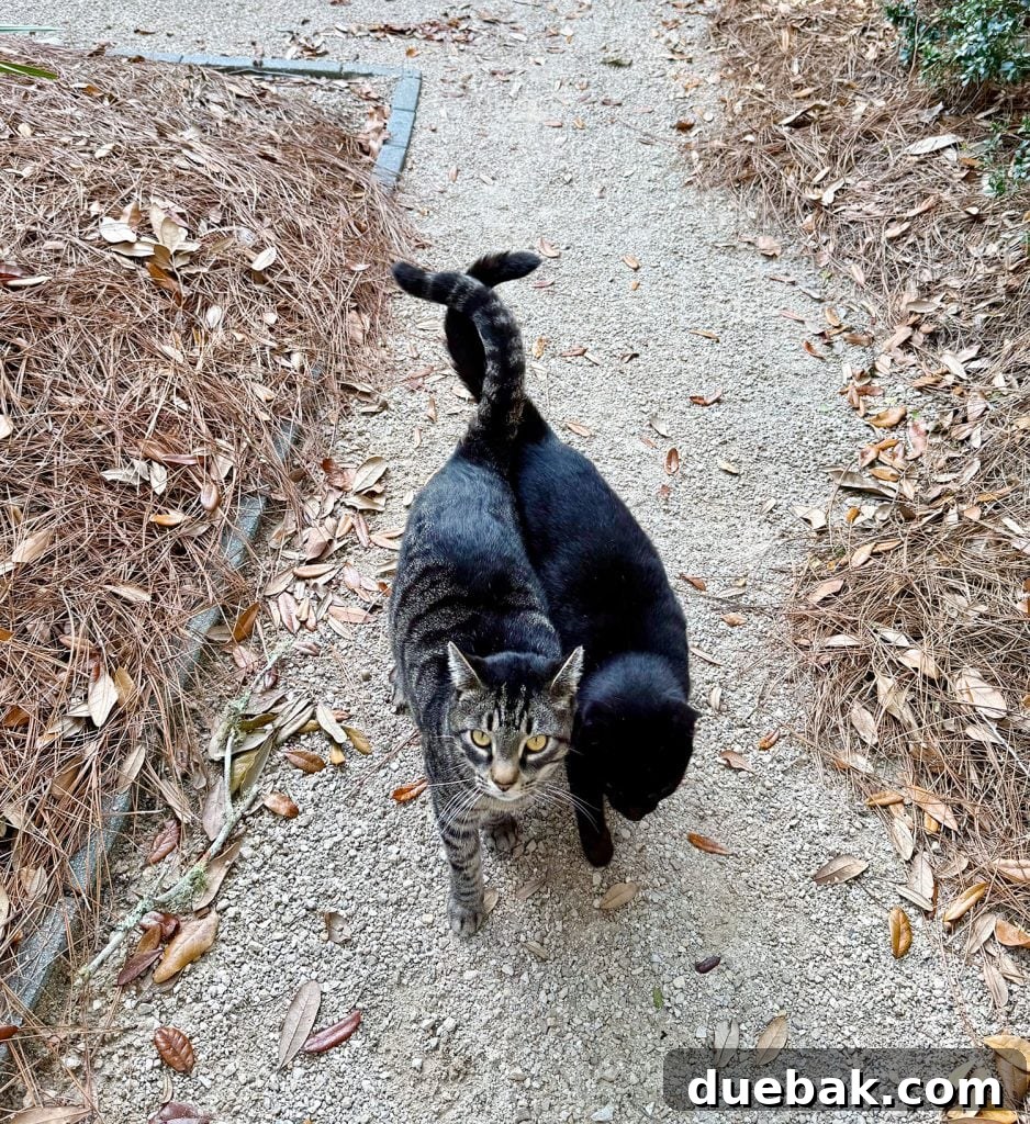 Two boy cats with their tails charmingly entwined, walking side-by-side, suggesting a pair with endearing human-like qualities and names.