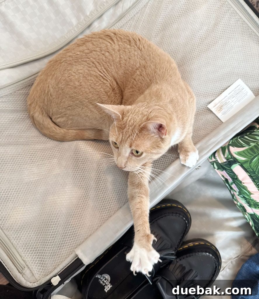 An orange boy cat stretching gracefully on an open suitcase, a lively image perfect for inspiring unique animal-themed names.