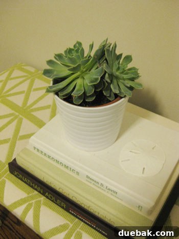 Stylish succulent arrangement with hardcover books as a plant pedestal, showcasing creative decor ideas