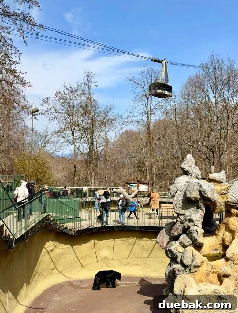 Aerial Tram over Ober Mountain Wildlife Habitat in Gatlinburg TN
