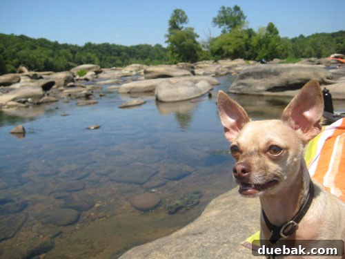 Scenic view of the James River in Richmond, Virginia, showcasing the natural beauty and flat rocks perfect for sunbathing