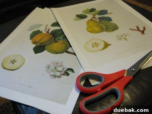Transform Your Vases and Planters with Decoupage 3 botanicals-from-hooker-book-cut-outs-project