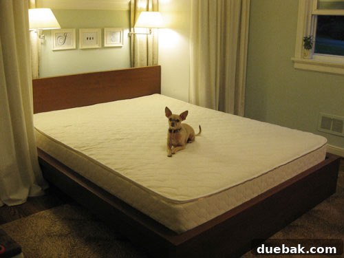 Our Organic Latex Mattress The Secret to Our Best Rest Yet 11 Burger relaxing on the new mattress