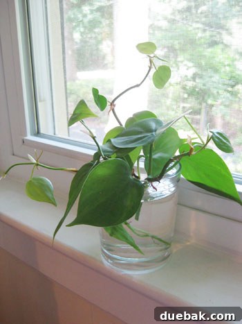 Endless Free Plants from Your Cuttings 6 Multiple plant cuttings placed in a glass jar of water, showing early root development