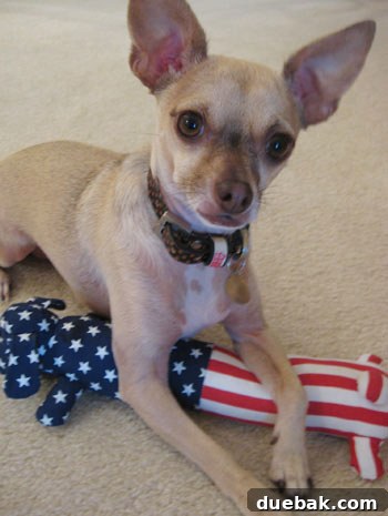 Baby celebrating 4th of July with red, white, and blue plush toy