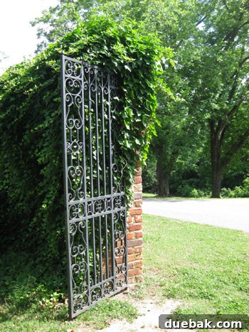 Wedding Week Two Our Brush with Forever 9 Iron ivy-riddled gate at Stony Point School, perfect for wedding photos