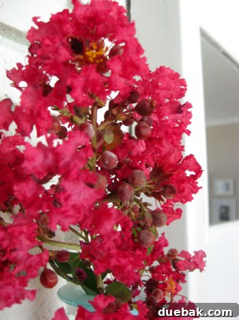 Close-up of a hot pink crape myrtle bloom