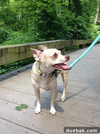 A person looking hot and tired after a walk in the summer heat