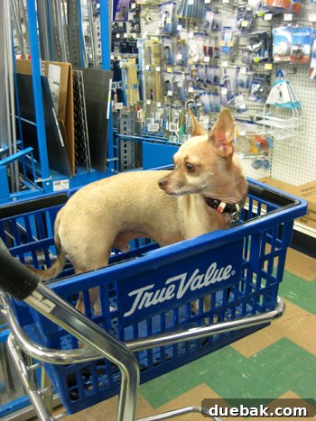 Something's Brewing in the DIY Workshop 3 Burger the dog riding in a small shopping cart at True Value