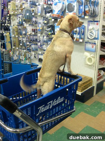 Something's Brewing in the DIY Workshop 4 Close-up of Burger the dog happily riding in his True Value cart