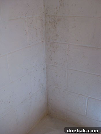 Close-up of mildew reappearing through a freshly painted white basement wall