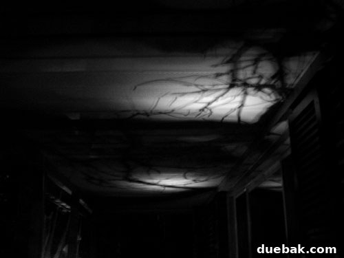 Eerie shadows cast on a porch ceiling from uplighting on branches