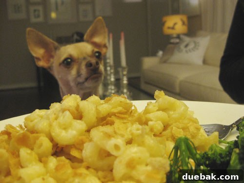 A close-up of creamy macaroni and cheese, with a dog looking on longingly