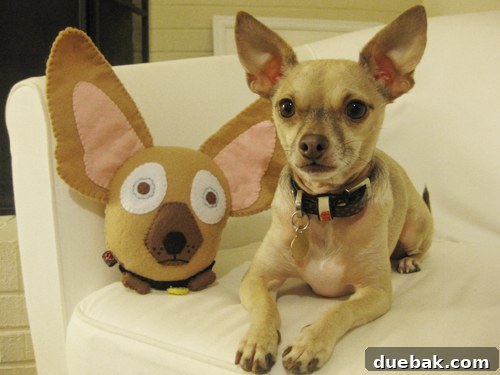 Our Fur Baby 5 Sherry holding the custom Burger Zoonie, a personalized pet gift for the baby's nursery